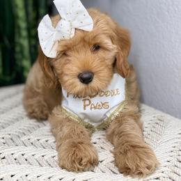 Australian Labradoodle Puppies from Pixie Doodle Paws