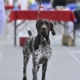 German Shorthaired Pointers from Lonestar Shorthairs