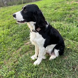Indie - Black and white female English Springer Spaniel puppy in Robesonia, Pennsylvania from Rogue Mountain Manor