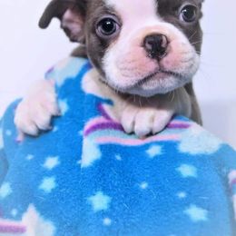Boston Terrier Puppies from Karen Biscardi Kayros