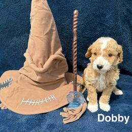 Dobby - Red  male Goldendoodle puppy in Conroe, Texas from Tails of Cypress