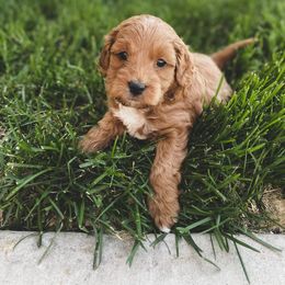 Boy 1 - Goldendoodle puppy in Salem, Utah from Pond Town Pups