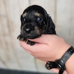 OG1-3 (Yellow collar) - Black and cream female Dachshund puppy in Martin City, Montana from FleuryDachs