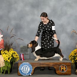 Agnes - Basset Hound