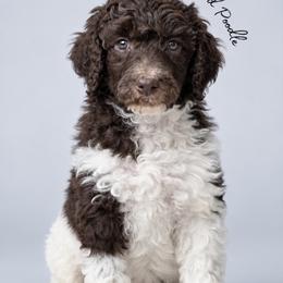 Tommy - Parti male Poodle puppy in Spring Hills, Florida from The Olympus Standard Poodle