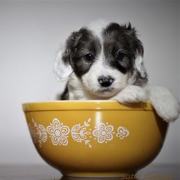 Goldendoodle and Aussiedoodle Puppies from Sister Doodles