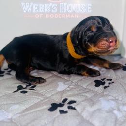 Boy 4 - Black and rust male Doberman Pinscher puppy in Bargersville, Indiana from Webb’s House of Doberman LLC