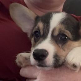 AKC Tri male - Black and tan male Pembroke Welsh Corgi puppy in Summerfield, Florida from Promise Land Farm