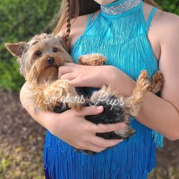 Cookie - Yorkshire Terrier