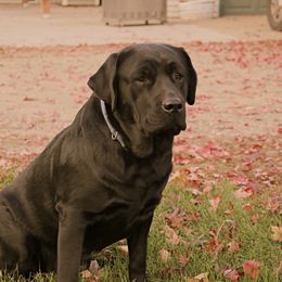 Pepper - Labrador Retriever