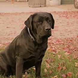 Pepper - Labrador Retriever