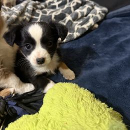 Abby - Black & white female Australian Shepherd puppy in Churchill County Fallon, Nevada from Card Family Ranch