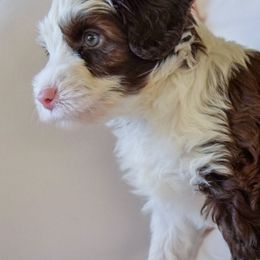 Australian Labradoodle Puppies from Australian Heritage Labradoodles