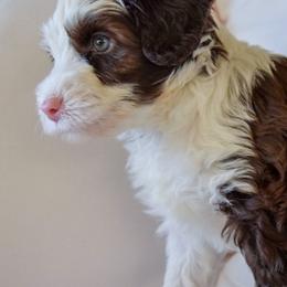 Australian Labradoodle Puppies from Australian Heritage Labradoodles