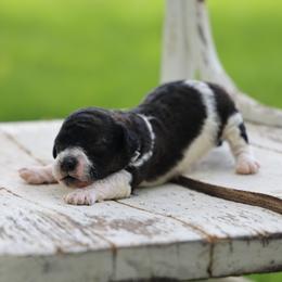 Barkley - Black male Whoodle puppy in West Bend, Iowa from Blue Skies Terriers