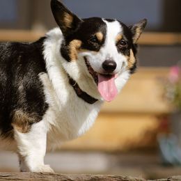 Pembroke Welsh Corgi puppies from Ridge Top Corgis
