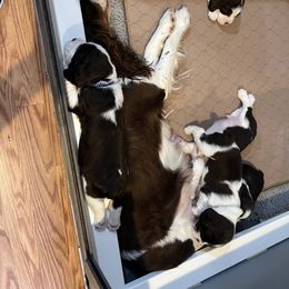 English Springer Spaniel Puppies from DAYSPRINGERS