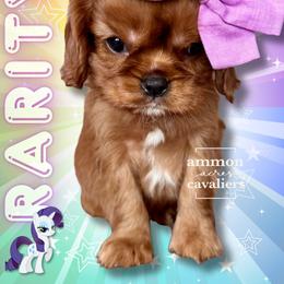 Rarity - Ruby female Cavalier King Charles Spaniel puppy in Ammon, Idaho from Ammon Acres Cavaliers