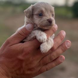 Chase - Cream male Aussiedoodle puppy in Timpson, Texas from Double S Kennel