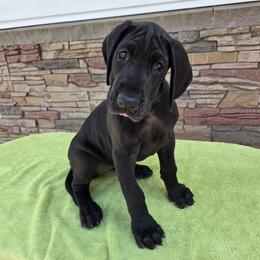Kisses - Black female Great Dane puppy in Chagrin Falls, Ohio from Timeless Danes