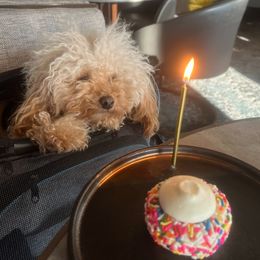 Bill - Cavapoo
