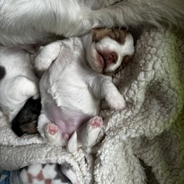 German Shorthaired Pointer and Russell Terrier Puppies from Charnobragan Acres