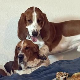 Basset Hounds from Texas Rose Basset’s
