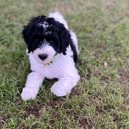 Light Green Collar Girl - Black and white Bernedoodle puppy in Phoenix, Arizona from Sunshine Pups