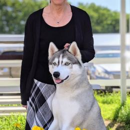 Siberian Huskies from Sundance Siberians