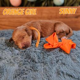 Sunny - Red  female Goldendoodle puppy in Haughton, Louisiana from Bailey’s Cajun Canines