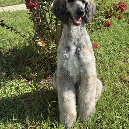 Poodle puppies from Creek Side Kennels