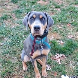 Sass - Weimaraner