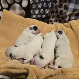 Australian Cattle Dog puppies from Jedda ACDs