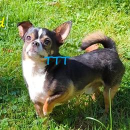 Chico - Chihuahua