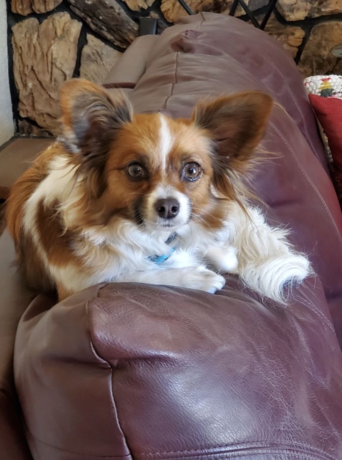 Papillon Puppies For Sale  Available in Phoenix & Tucson, AZ