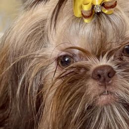 Shih Tzus from Furbourne Farms