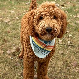 Poodles from Dynasty Ridge