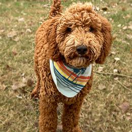 Poodles from Dynasty Ridge