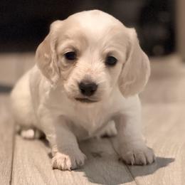 Dachshunds from Ana’s Beautiful Doxies