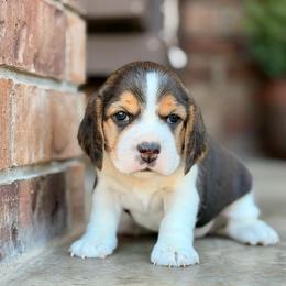 Eleanor - Black tan and white female Beagle puppy in Mansfield, Missouri from Rippee Creek Kennel