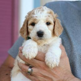 Winnie - Parti female Goldendoodle puppy in Cherry Creek, New York from Doodles Pups of NY