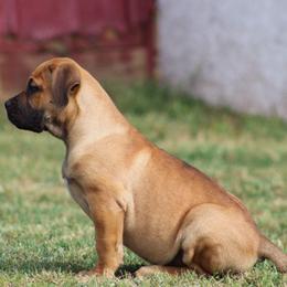 Lily (Hot pink) - Reddish brown female Boerboel puppy in Shawnee, Oklahoma from TXT Boerboels