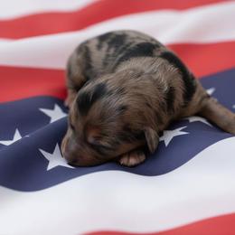 Liberty - Blue merle female Aussiedoodle puppy in Knoxville, Tennessee from Legacy Farm
