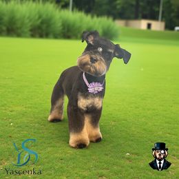 ESA Lando therapy lines - Black male Miniature Schnauzer puppy in Temple, Texas from Schnauzers Of Taylor