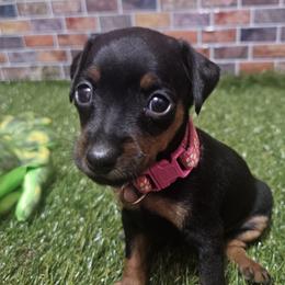 Evy - Black and tan female Miniature Pinscher puppy in Baton Rouge, Louisiana from Pike's Pups
