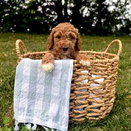Stars - Red  female Goldendoodle puppy in Gower, Missouri from Hillside Paws