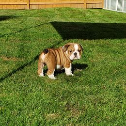 Bulldog Puppies from Magnifique Bulldogs