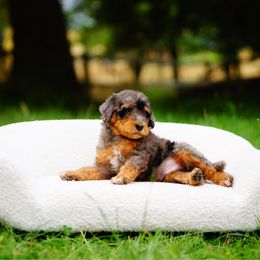 Pebble - Merle male Bernedoodle puppy in Washington from Doodle Love