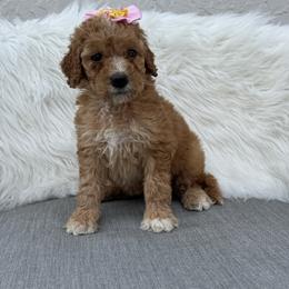 Tammy - Apricot female Goldendoodle puppy in Davie, Florida from Daviegoldendoodles