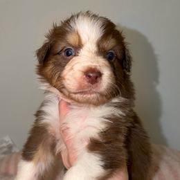 Daisy - Red tri-color female Australian Shepherd puppy in Anniston, Alabama from All Hale Aussies